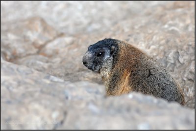 marmotta