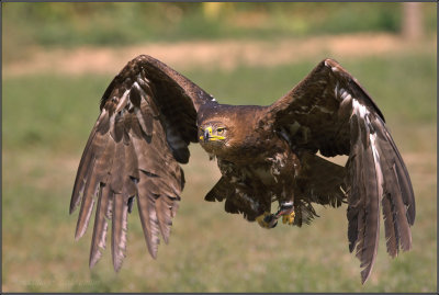 aquila rapax 