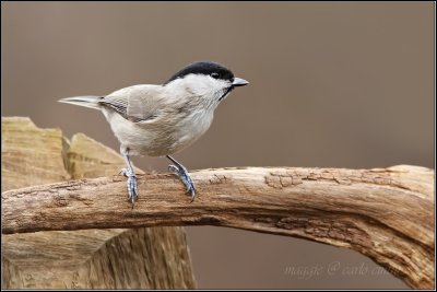 cincia bigia