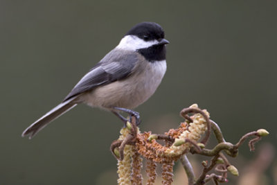 Woodland Perching Birds (generally songirds, passerines)