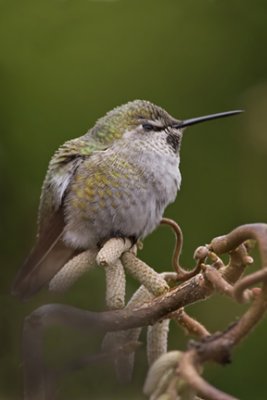 Hummingbirds