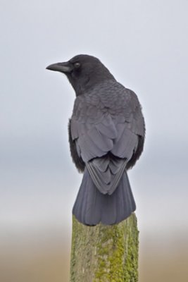 Jays and Crows