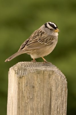 Sparrows