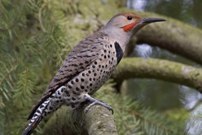 Male Northern Flicker (red-shafted) 1436