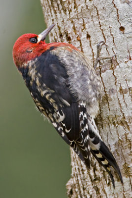 Red-breasted Sapsucker 1756