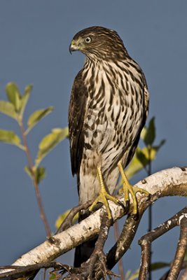 Hawks & Owls of Woodlands