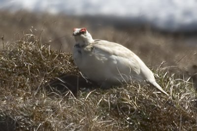 Rock Ptarmigan