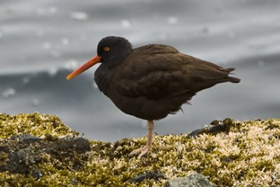 Oystercatchers, Surfbirds, Tattlers, and Turnstones