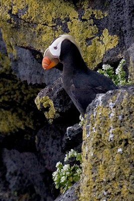 Tufted Puffins