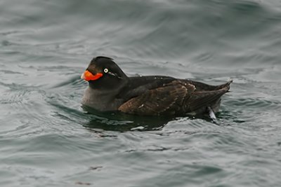 g1/67/926167/3/116179152.Muc0CfOW.jpg