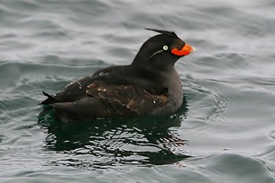 Guillemots, Auklets and Murrelets