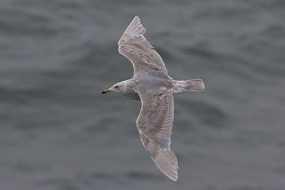 Glaucous Gull (juv.)