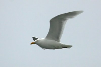 Glaucous Gull