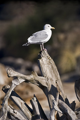 Glaucous-winged Gull