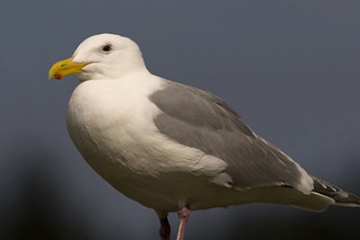 Glaucous-winged Gull