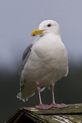 Glaucous-winged Gull