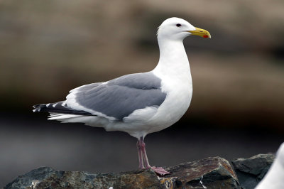 Glaucous-winged Gull