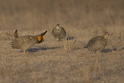 Greater Prairie Chickens on Lek - Cock and 2 Hens