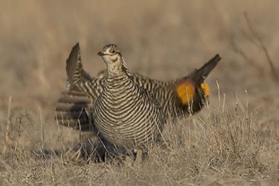 Greater Prairie Chicken Hen (foreground) and Courting Cock