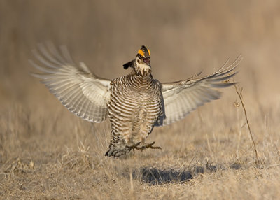 Greater Prairie Chicken Cock Trying to Attract a Fly-by Hen