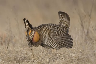 Greater Prairie Chicken Cock in Courtship Display 1