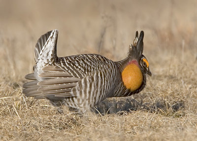 Greater Prairie Chicken Cock in Courtship Display 3