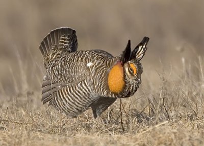 Greater Prairie Chicken Cock in Courtship Display 2