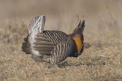 Greater Prairie Chicken Cock in Courtship Display 4