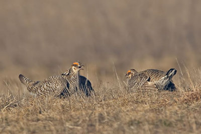 Greater Prairie Chicken Cocks Late in Morning