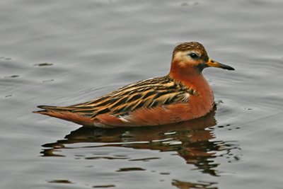 Phalaropes