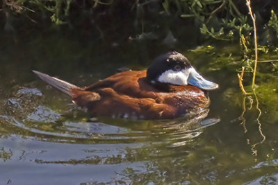 Diving Ducks