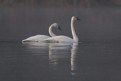 Water Birds (Swimmers)