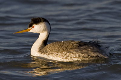 Grebes