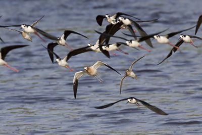 Avocet and Friends
