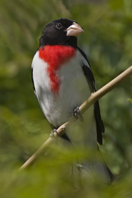 Finches, Grosbeaks, Cardinals