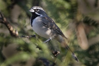 Black-throated Sparrow 9190
