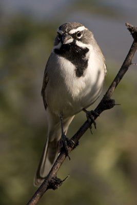 Black-throated Sparrow 9199