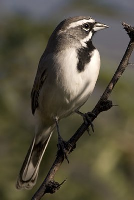 Black-throated Sparrow 9203