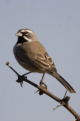 Black-throated Sparrow 9217