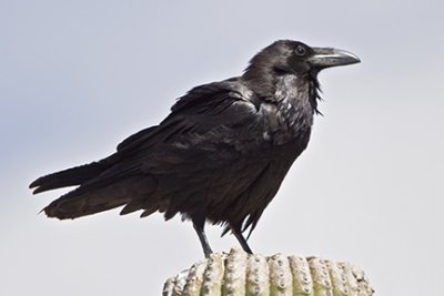 Common Raven 3310