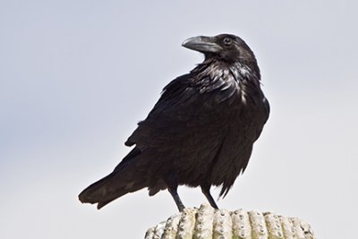 Common Raven 3318