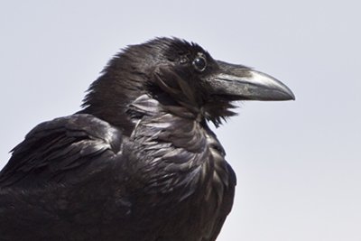 Common Raven 3319