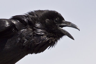 Common Raven 3330