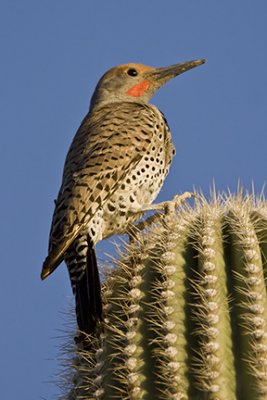 Desert Woodpeckers & Flickers