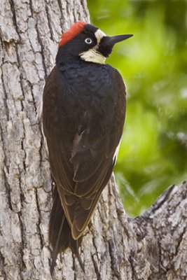 Acorn Woodpecker 5652