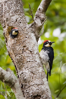 Acorn Woodpecker 8837