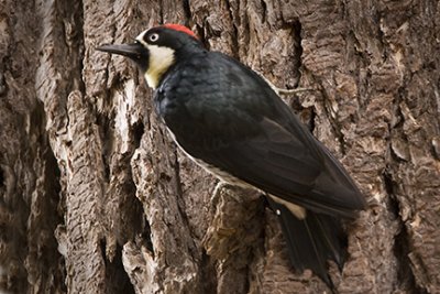 Acorn Woodpecker 8839