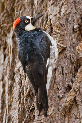 Acorn Woodpecker 8861