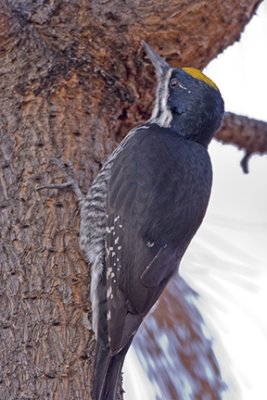 Black-backed Woodpecker 0464