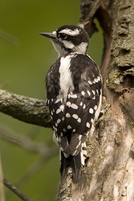 Female Downy Woodpecker 7131